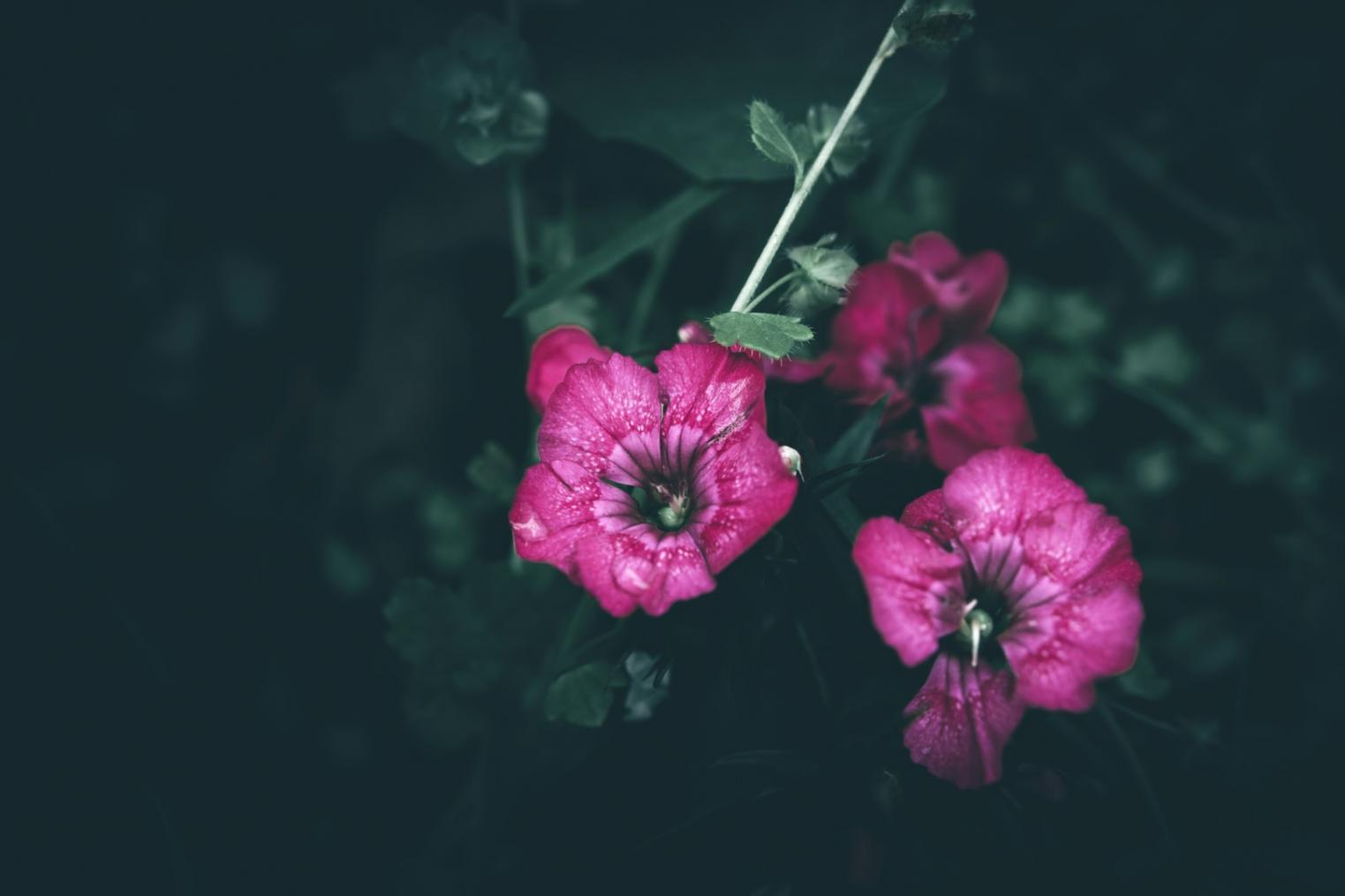 Florale Arrangements in der praktischen Anwendung