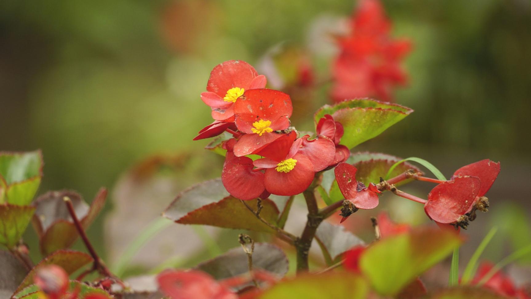 Arbeitsplatz mit verschiedenen Schnittblumen und Werkzeugen für florale Gestaltung